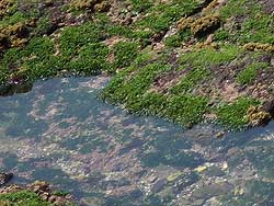 緑の海草に覆われた磯