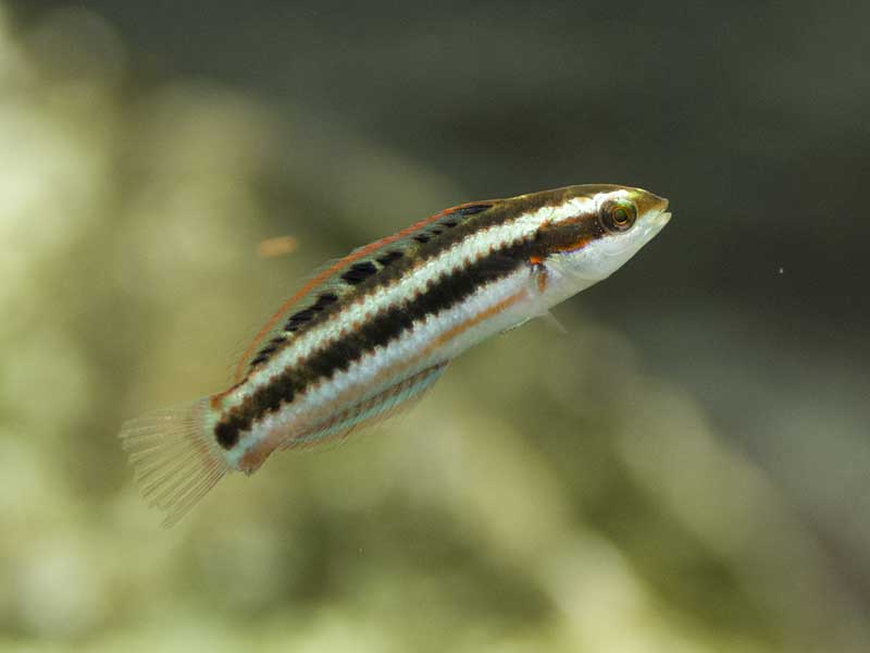 ニシキベラ幼魚