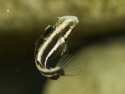 アカオビシマハゼ幼魚