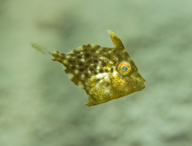 カワハギ幼魚