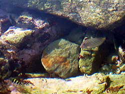 ニジハギ幼魚