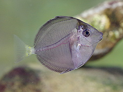 半透明のニザダイ幼魚