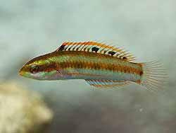ニシキベラ幼魚