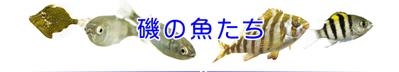 磯の魚たち 磯で見られる海水魚(幼魚)の観察と採集と飼育
