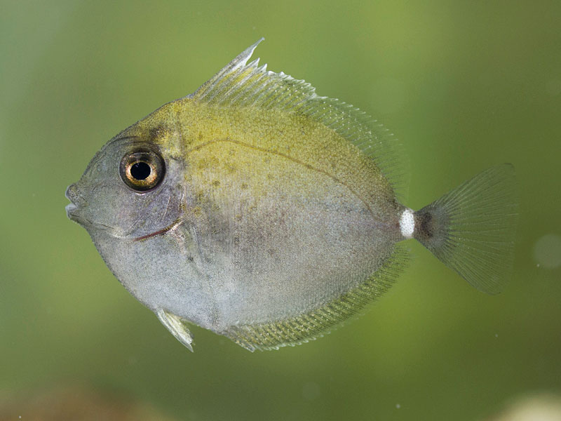 ヒメテングハギ