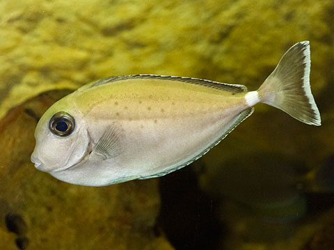 ヒメテングハギ