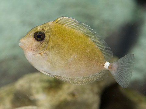 ヒメテングハギ