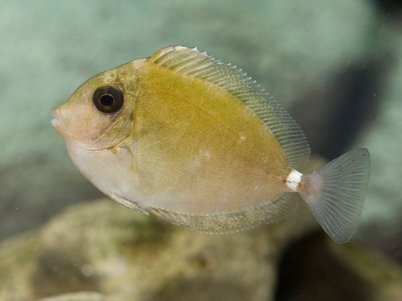 ヒメテングハギ