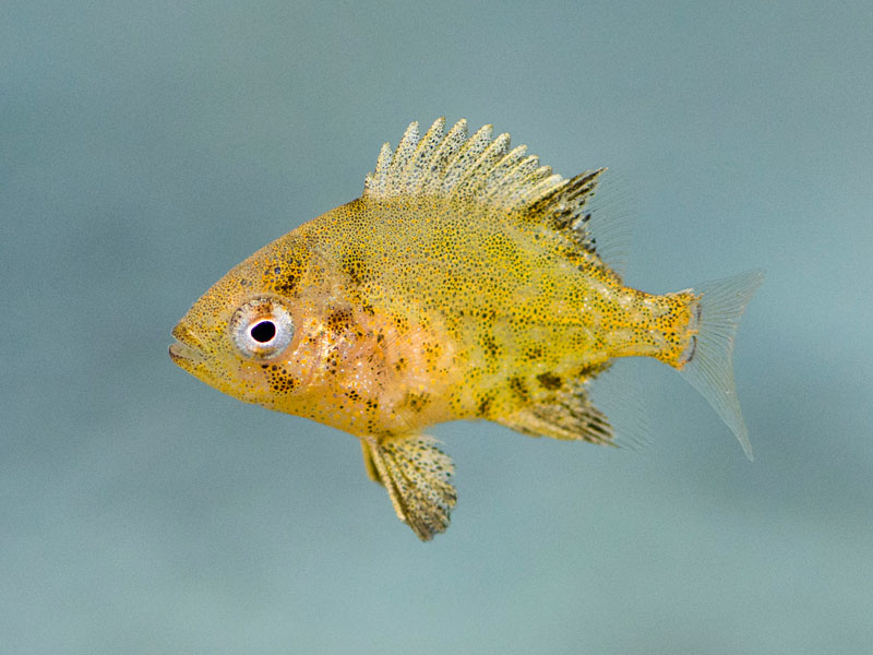 イシガキダイ幼魚