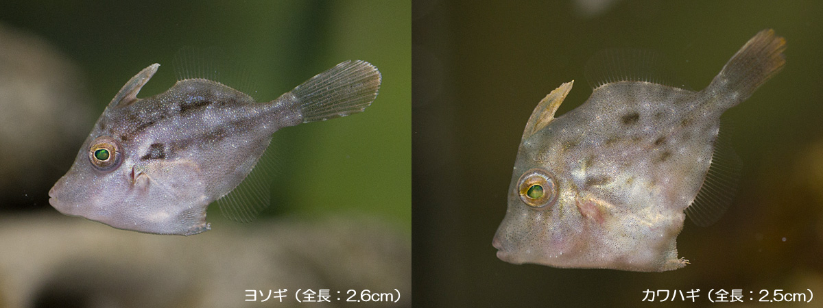 ヨソギとカワハギの幼魚比較