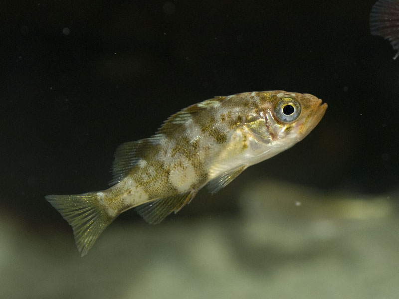 メバル（属）幼魚