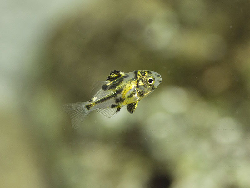 カゴカキダイ稚魚