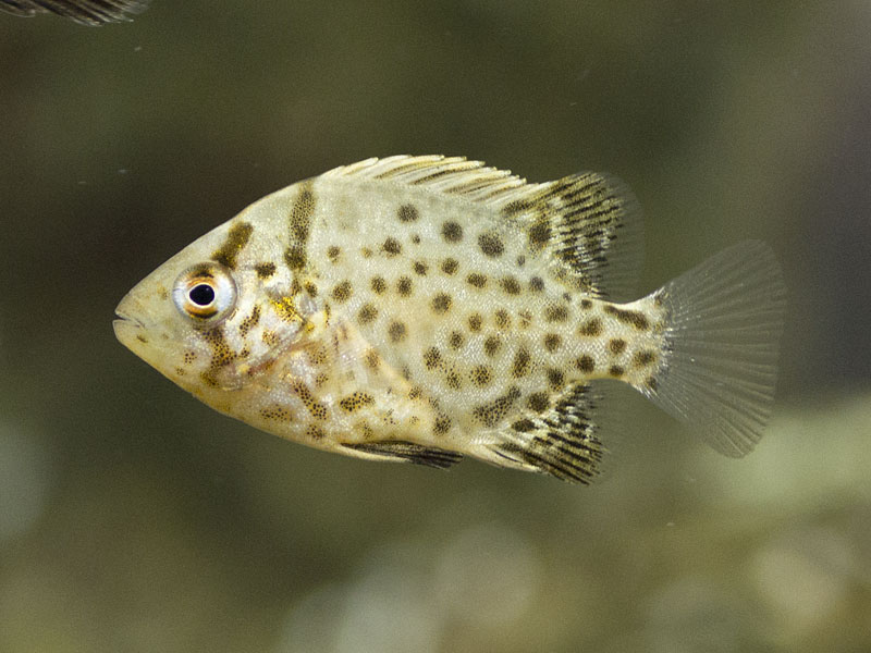 イシガキダイ幼魚