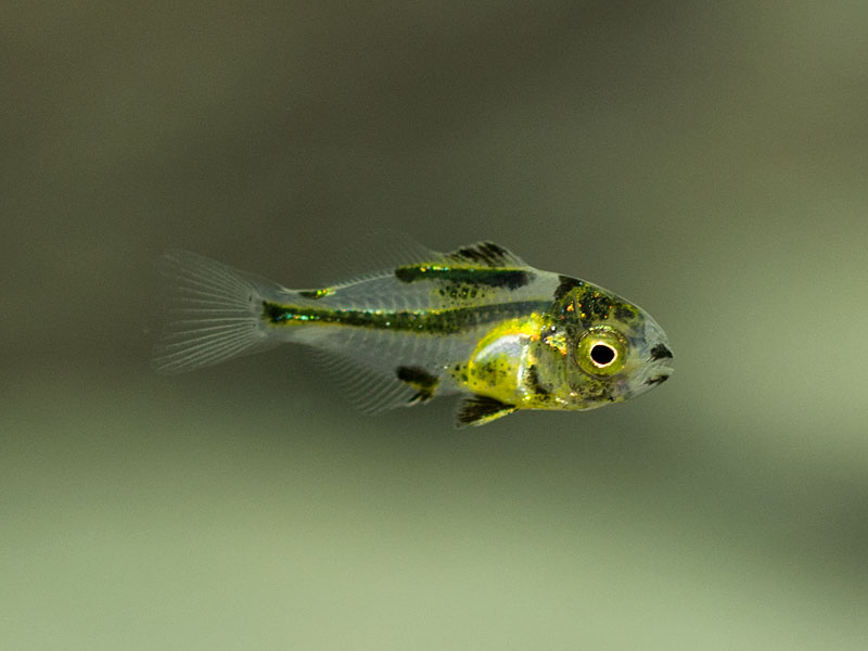 カゴカキダイ稚魚