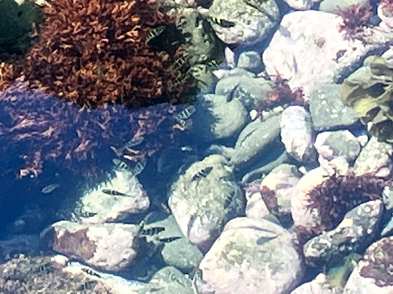 オヤビッチャ