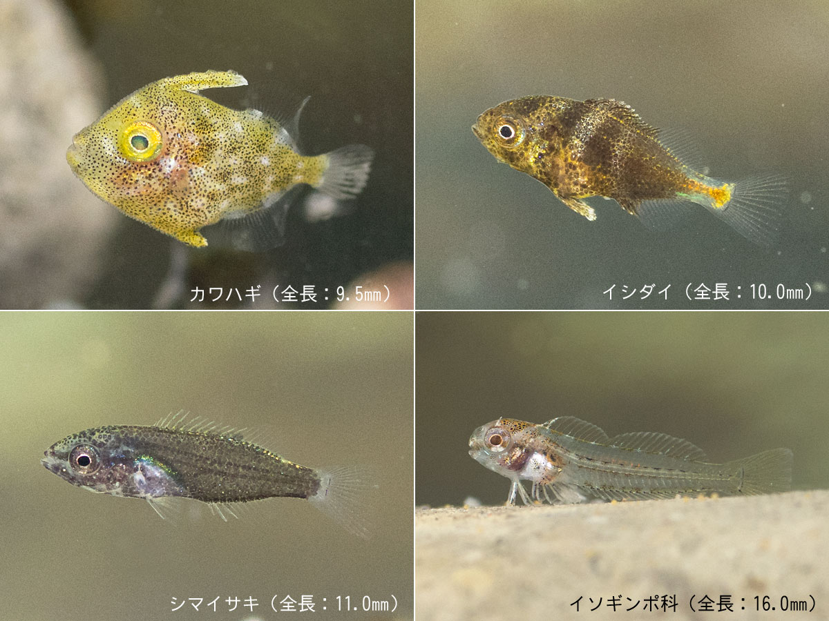 稚魚たち