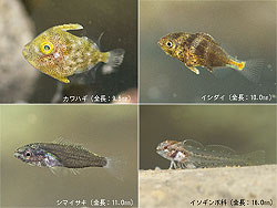 稚魚たち