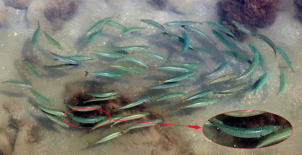 迷い込んだ大きな魚
